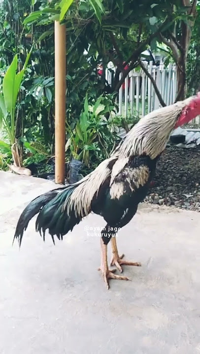 kokok ayam bangkok jalak#ayamjago #rooster #kokokayam @Ayamjagokukuruyukaja