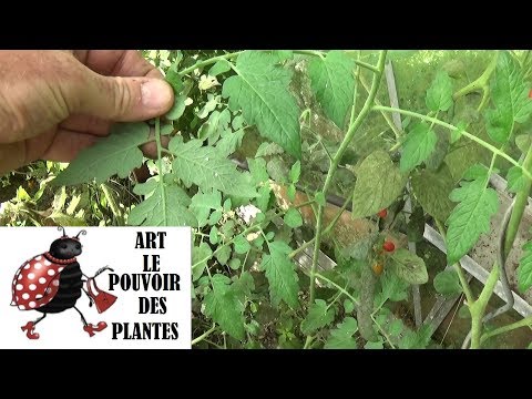 Vidéo: Comment se débarrasser des aleurodes sur les tomates et les concombres en serre