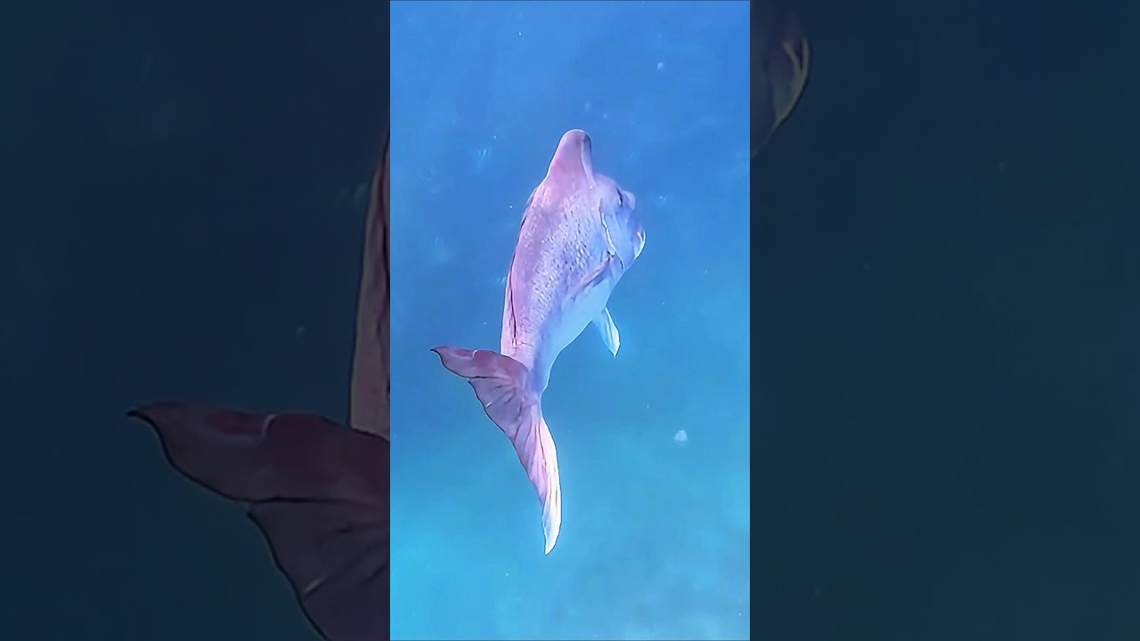 A Super Chilled Snapper Pair Cruise Around with me whilst Solo Snorkelling