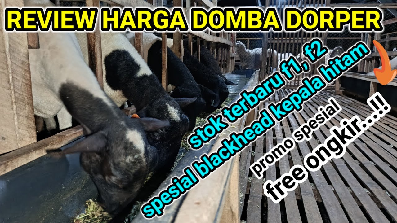REVIEW HARGA DOMBA DORPER SPESIAL BLACKHEAD F1, F2 DAN FULLBLOD