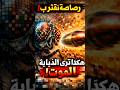 هل ترى الذبابة الرصاصة قبل أن تموت؟ 😱 الحقيقة الصادمة عن رؤية الحشرات #علوم #حقائق #ذكاء