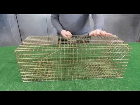 Hedgehog behind bars – inside humane rat trap!