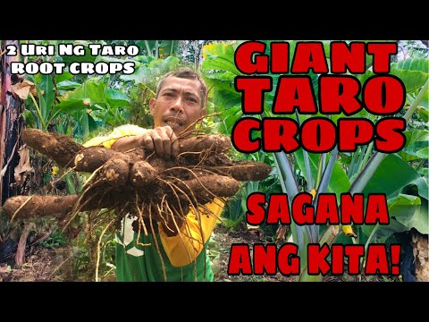 Video: Pag-aani ng Tapioca Roots: Alamin Kung Kailan Mag-aani ng Tapioca Root Sa Mga Hardin