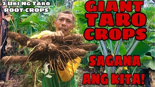PAG AANI NG GABI | GIANT TARO ROOT CROPS FARMING |  TRES PLANTERS