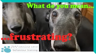 Greyhound frustrations?