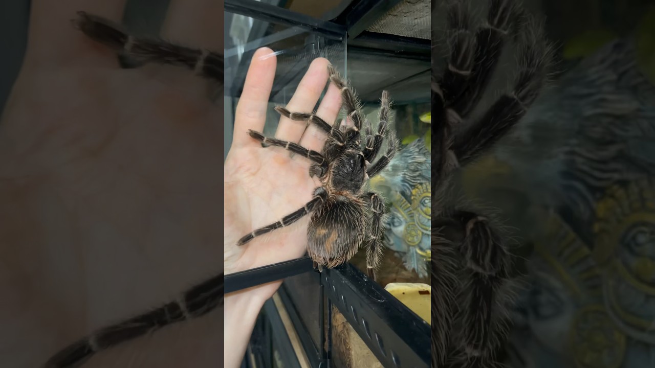 🕷️ Один из самых больших пауков птицеедов