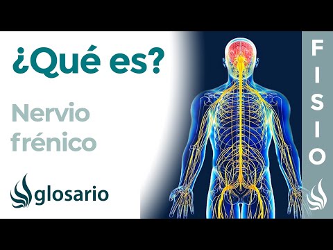 Video: ¿Qué significa nervio frénico?