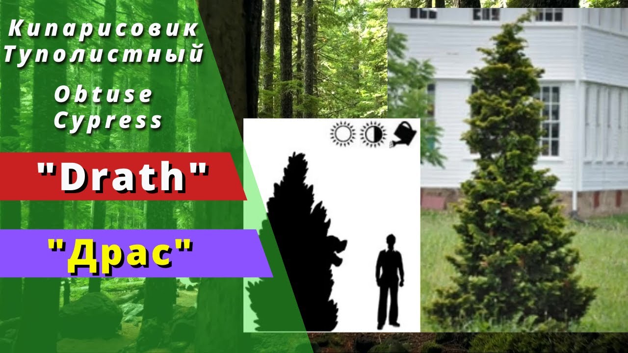 "Драс" - 'Drath'. Кипарисовик тупой или кипарисовик туполистый. Chamaecyparis obtusa. Obtuse Сypress