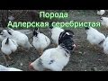 Адлерская Серебристая порода кур, характеристика, содержание, плюсы