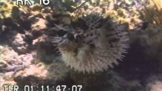 Puffer Fish Inflated - Porcupine Fish - Best Shot Footage - Underwater Footage - Stock Footage