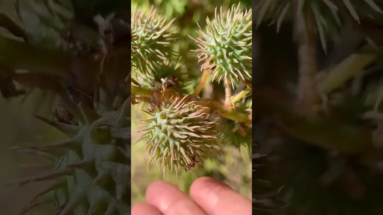 Plant Gives Powerful Castor Oil  #shorts #ytshorts #lyrics