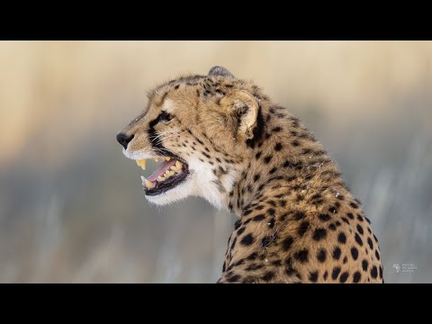 Cheetah Calling Cubs