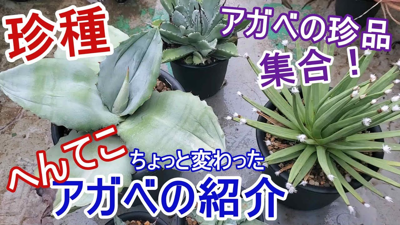 アガベ 珍品 珍種 ちょっと変わった変なアガベ達をご紹介 Agave 園芸 Youtube