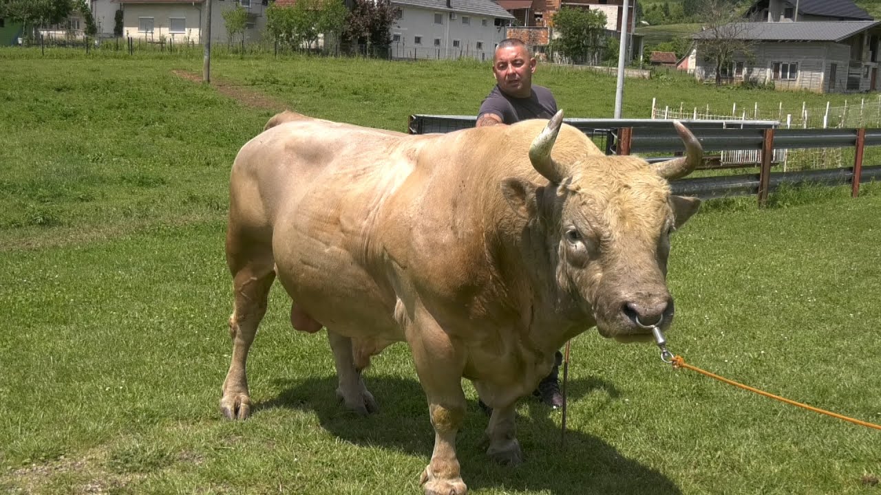 - DADIN GOLUB IDE NA ODŽABU KOD IZE, ZATO ŠTO JE  TO PUBLIKA TRAŽILA