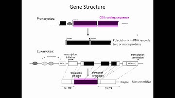 Gene Structure