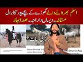 The most famous desi horses of pakistan aslam bharwany wala ghora  kaaka barral blood line  equine
