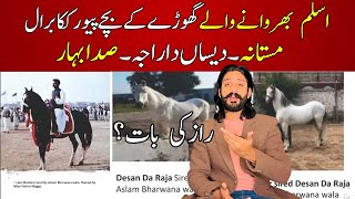 The Most Famous Desi Horses of Pakistan Aslam Bharwany wala Ghora | Kaaka Barral blood line | Equine