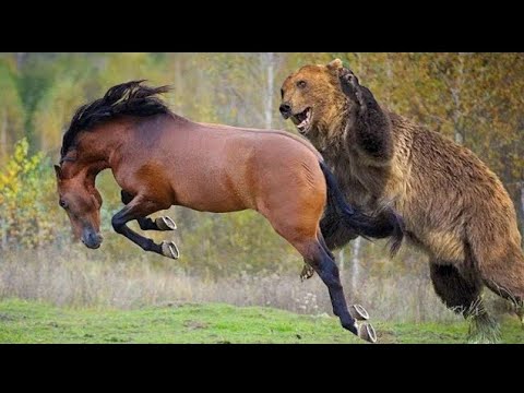 Видео: Кодиак бол манай гаригийн хамгийн том баавгай юм