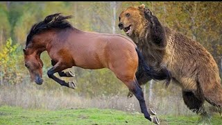 Bear vs Horses | Grizzly Bear hunting Wild Horses