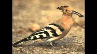 Tanya Sama Itu Hud Hud, M. Nasir - maksud disebalik lagu