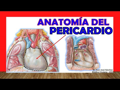 Vídeo: Diferencia Entre Pericardio Visceral Y Parietal