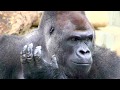 雨の日はブッ飛ぶシャバーニ gorilla jumps in rain.