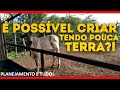 É POSSÍVEL CRIAR GADO TENDO POUCA TERRA?!