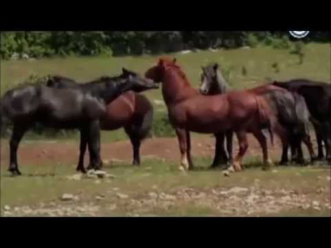 Video: Ima li još divljih konja na Sable Islandu?