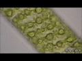 Spirogyra Under The Microscope