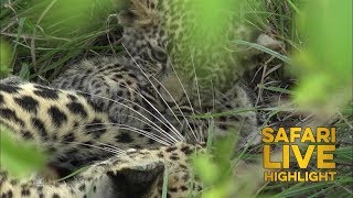 Leopard Cub Can't Get Enough of Mom