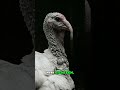 Raise Turkeys, Not Chickens Faster Growth, Better Feed Efficiency, Bigger Meat—Avoid Deadly Blackhea