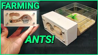I made a Mini ant farm | D colony