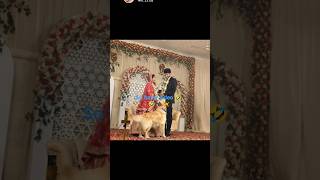 #funny #🐕 hai 🤗#AI facts#🤣🤣🤣🦮👈🏿 video
