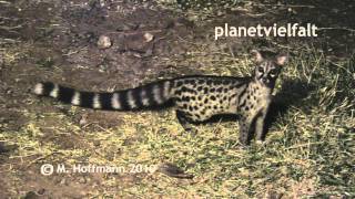 Kleinfleckginsterkatze Genetta genetta, Genet