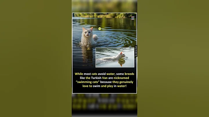 Video 10126821: cat breed turkish, cat water