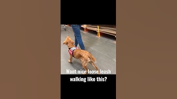 Want nice loose leash walking skills like this? 🐕‍🦺