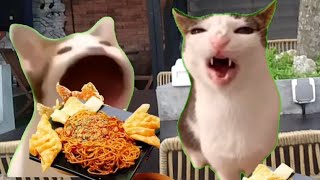 Kumpulan Meme Kucing Lucu - Part 1