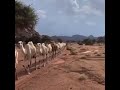 الاجواد