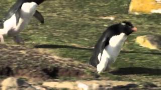 OF企鵝Penguin Fail   Best Bloopers from Penguins Spy in the Huddle Waddle all the Way