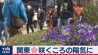 関東は桜が咲くころの陽気に（2021年2月6日）