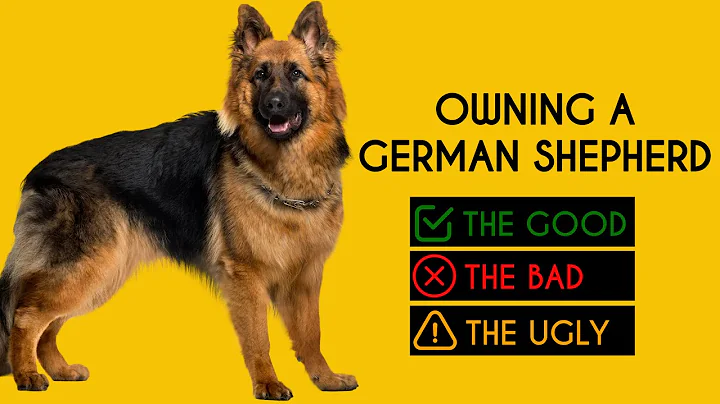 Owning a German Shepherd: The Good, The Bad, The Ugly - DayDayNews