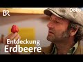 Erdbeeren - Entdeckungen im Früchte-Paradies | freizeit | Doku | BR