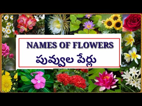 Names of flowers in Telugu and English with images (పువ్వులు- వాటి పేర్లు)@Lightning minds