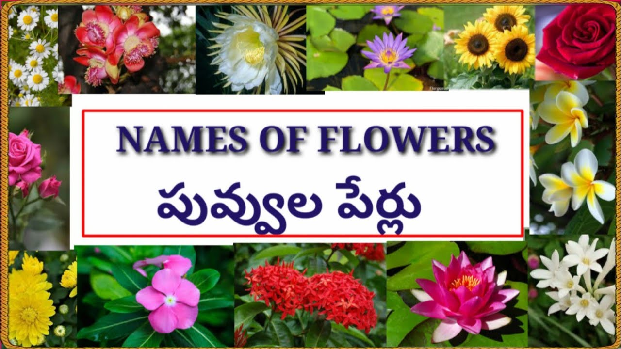 Names Of Flowers In Telugu And English