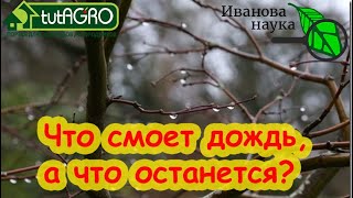 ВЕСЕННЯЯ ОБРАБОТКА САДА и РОЗ: все обработали, но... пошел дождь. Что делать? Есть нюансы.