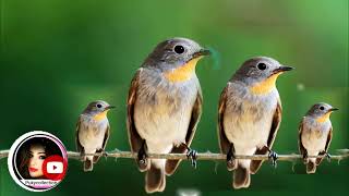 ธรรมชาติผ่อนคลาย ฟังเสียงธรรมชาตินกร้องนา ๆ ชนิด นกสวยงาม ฟังสบายตอนเช้า เพลิดเพลินสบายใจคลายเครียส