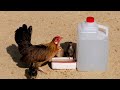 Como hacer bebedero casero para una gallina con pollitos