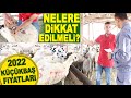 KÜÇÜKBAŞ KURBANLIK FİYATLARI 2022 / KÖROĞLU KÜÇÜKBAŞ ÇİFTLİĞİ ANKARA ALTINDAĞ
