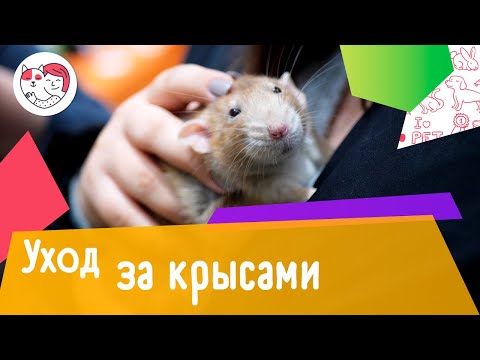 5 ошибок при уходе за домашними крысами