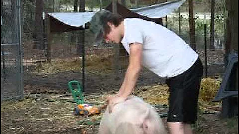 Expert Hog Trainer